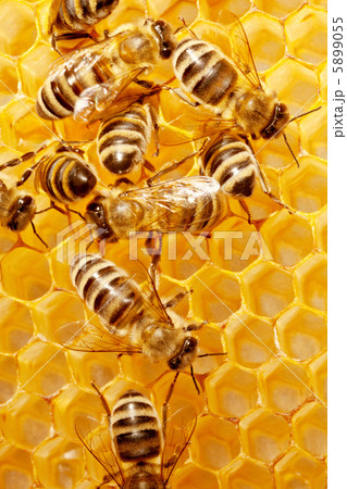 Macro of working bee on honeycells. Macro of working bee on honeycells. 5899055