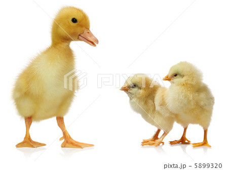 chicken and duckling against white background chicken and duckling against white background 5899320