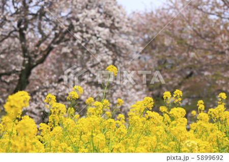 菜の花と満開の桜 菜の花と満開の桜 5899692