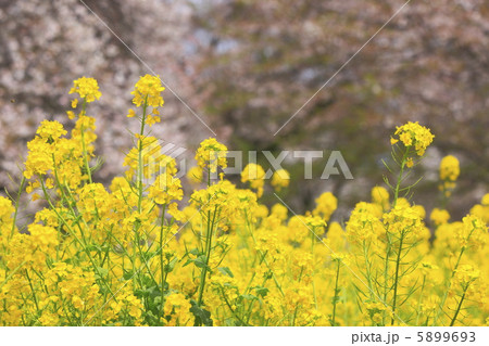菜の花と満開の桜 5899693