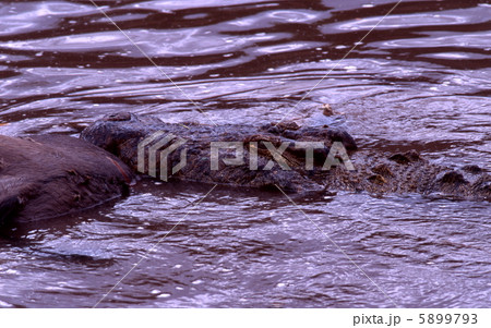 ワニの食事 5899793