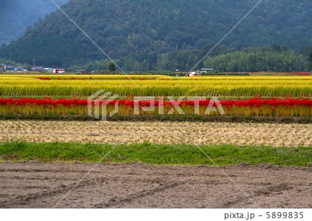 京都亀岡の田園風景 京都亀岡の田園風景 5899835