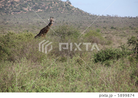 ケニアのキリン 5899874