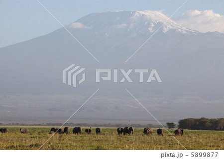 キリマンジャロと象 5899877