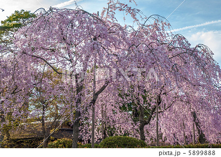 清流亭の枝垂れ糸桜 5899888