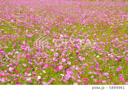 コスモス畑 5899961