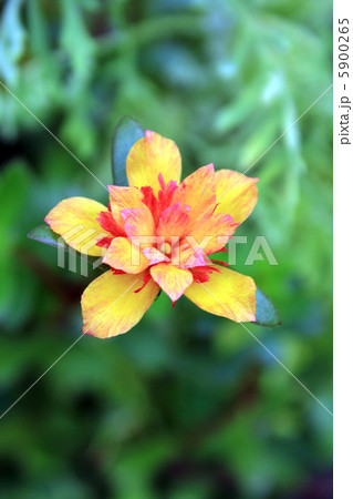 ポーチラカ 5900265