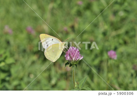 モンキチョウ モンキチョウ 5900306