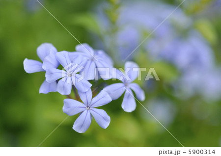 ルリマツリ 5900314