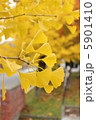 イチョウの葉 5901410