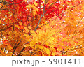 紅葉 5901411