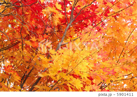紅葉 5901411