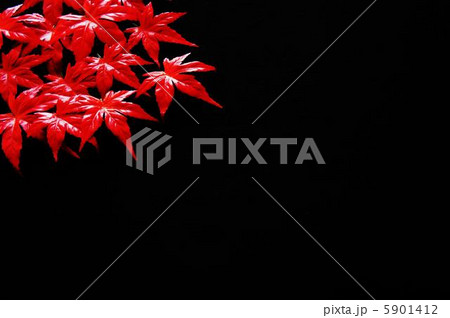背景素材（紅葉） 5901412