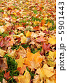 落ち葉いっぱい 5901443
