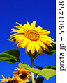 青空とヒマワリ 5901458