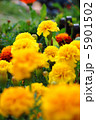マリーゴールド 5901502