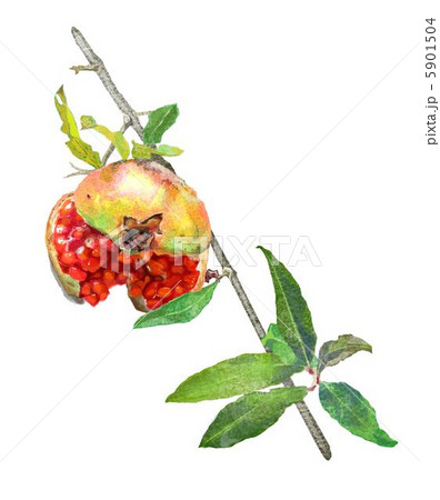 石榴 石榴 5901504