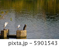 水鳥たちのセイレツ 5901543