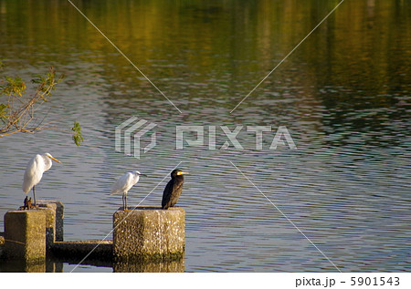 水鳥たちのセイレツ 5901543