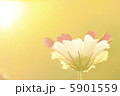 夕日を浴びるコスモス 5901559