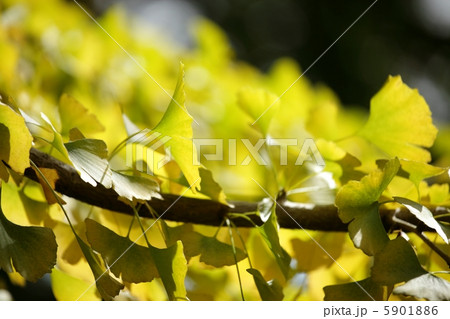 イチョウ 5901886