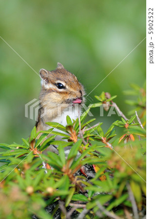 エゾシマリス エゾシマリス 5902522