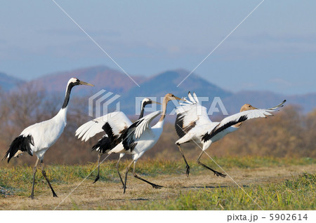 タンチョウ 5902614