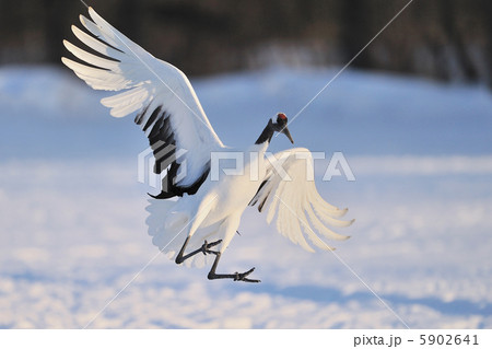 タンチョウ 5902641