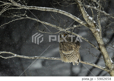 シマフクロウ 5902658