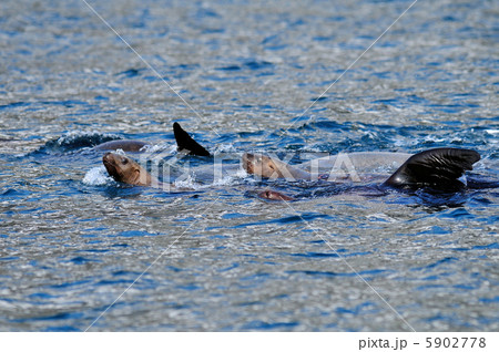 トド トド 5902778