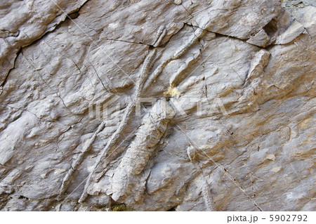生痕化石の写真素材 [5902792] - PIXTA