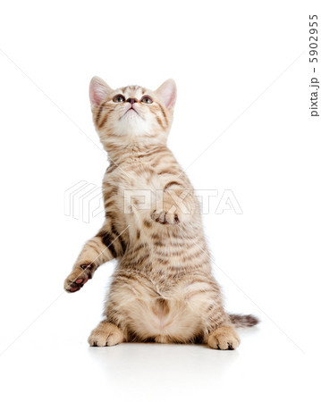 Funny playful cat is jumping. Isolated on white background 5902955
