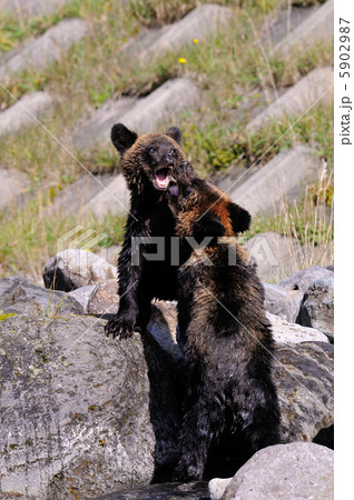 エゾヒグマの兄妹 エゾヒグマの兄妹 5902987
