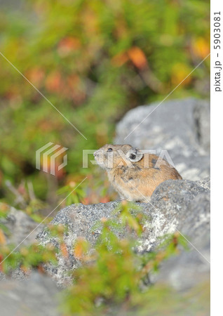 エゾナキウサギ エゾナキウサギ 5903081