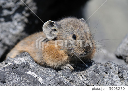 エゾナキウサギ エゾナキウサギ 5903270