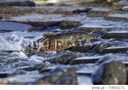 サケ サケ 5903271