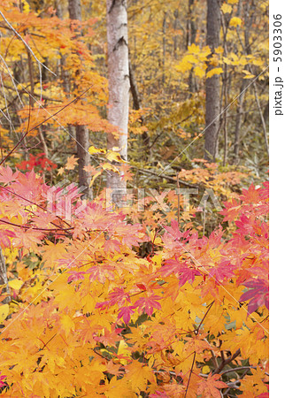 紅葉 5903306