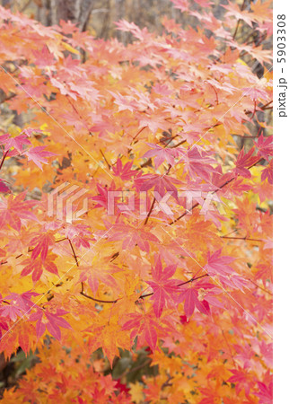 紅葉 5903308