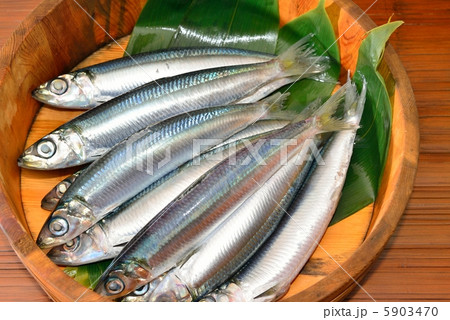 うるめいわし 5903470