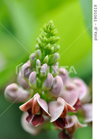 アメリカホドイモの花 アメリカホドイモの花 5905019