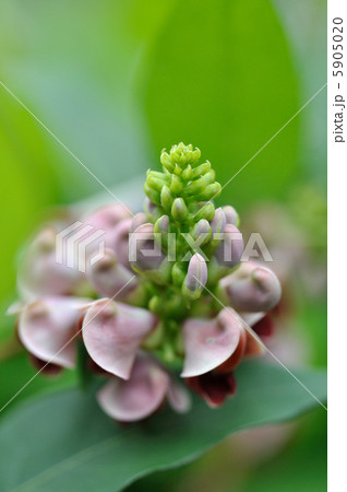 アメリカホドイモの花 アメリカホドイモの花 5905020