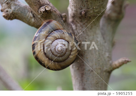 ミスジマイマイ ミスジマイマイ 5905255