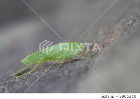 ツユムシ 5905259