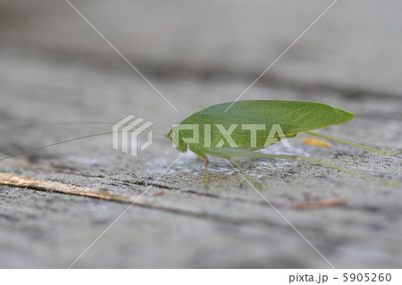 ツユムシ 5905260