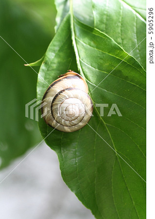 ミスジマイマイ 5905296