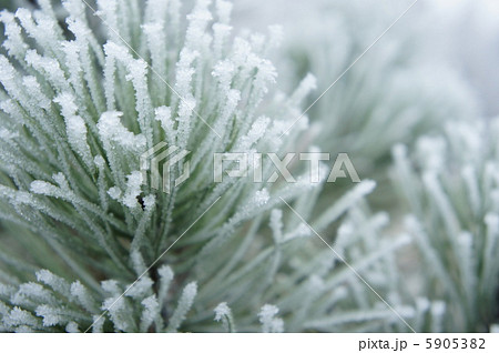 雪化粧 5905382