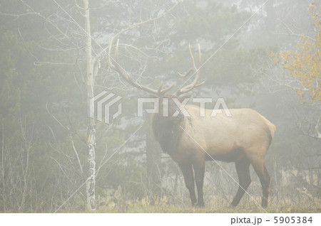Elk at　Rocky Mountain National Park 5905384