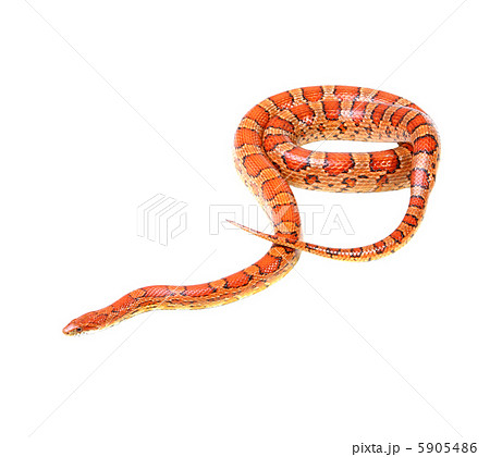 Corn snake on the white background (Elaphe guttata) 5905486