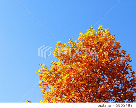 朝の光に映える紅葉のプラタナス1 5905498