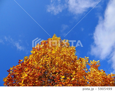 朝の光に映える紅葉のプラタナス2 5905499
